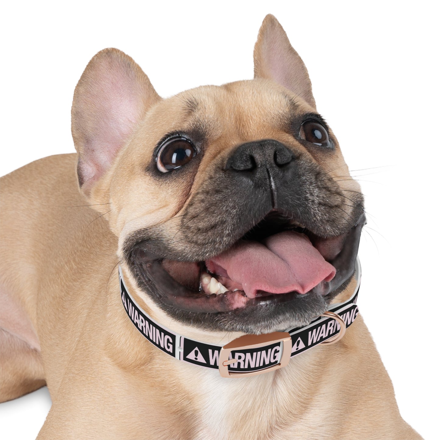 Warning Dog Collar - Stylish Pet Accessory, Dog Fashion, Personalized Gift, Pet Safety, Trendy Canine Gear